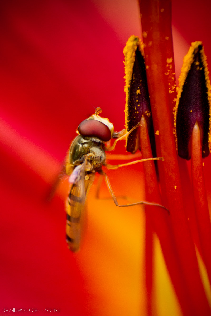 Osservando il lavorio degli insetti in primavera, cosÃ¬ prezioso per la natura, ho seguito il volo di questo insetto fin dentro al fiore - © Alberto Giè